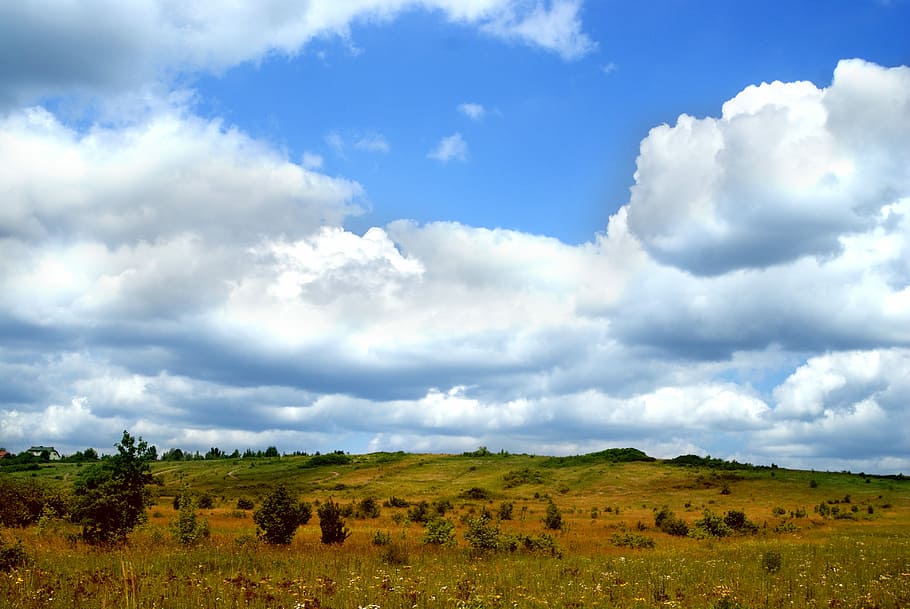 Meadow, Grass, Nature, Stem, green, the stem, landscape, the background HD wallpaper