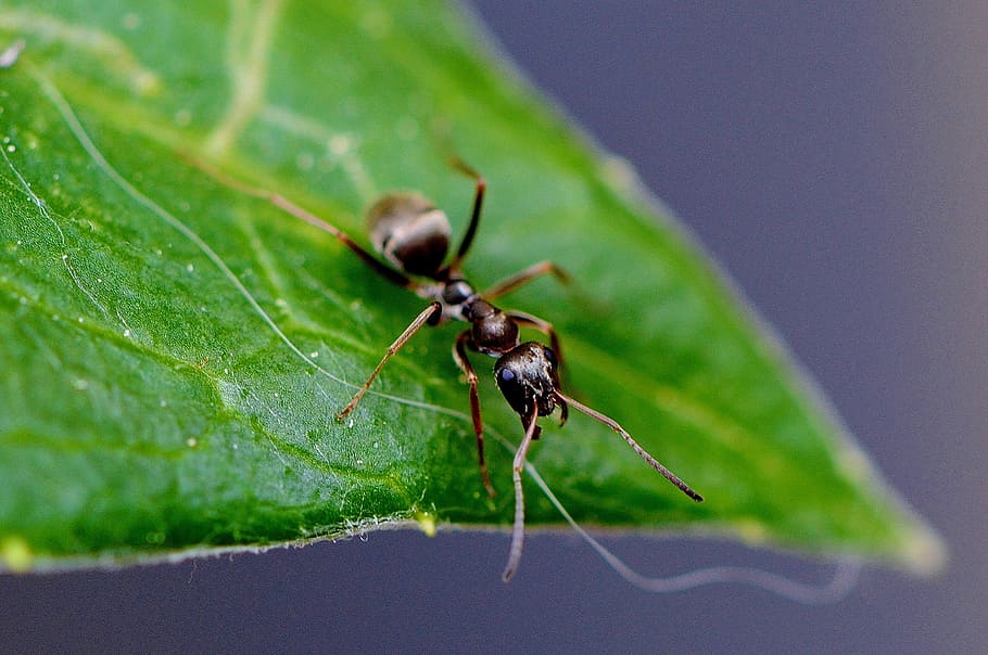 black ant on green leaf, insect, nature, close, invertebrate HD wallpaper