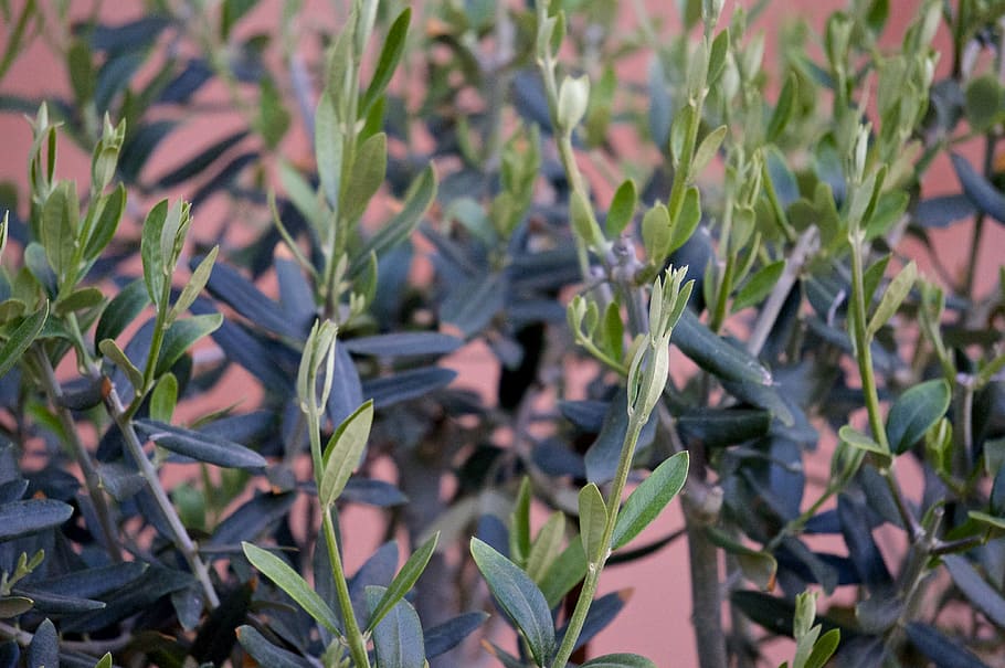 olive, albacete, leaf, plant part, growth, nature, green color HD wallpaper