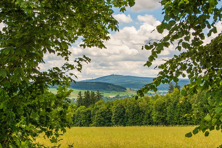 ore mountains, summer, fichtelberg, keilberg, background, plant, HD wallpaper