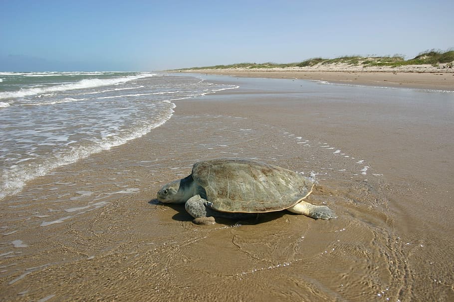 Atlantic Ridley Sea Turtle, Kemp'S, endangered, female, sand, HD wallpaper