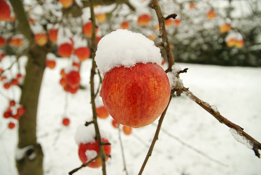 apple, winter, snow, frost, wintry, snowed in, apple tree, branches, HD wallpaper