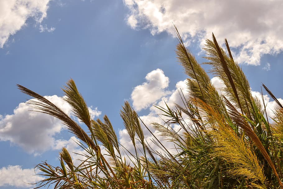 reeds, sky, clouds, nature, autumn, cloud - sky, plant, growth HD wallpaper