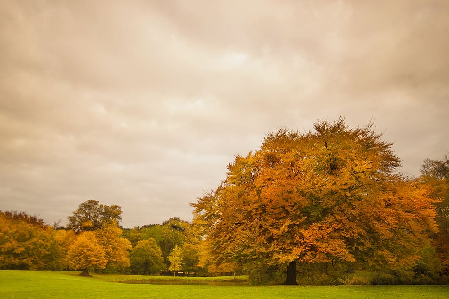 orange leafed trees under white clouds, Foliage, Autumn, Fall HD wallpaper