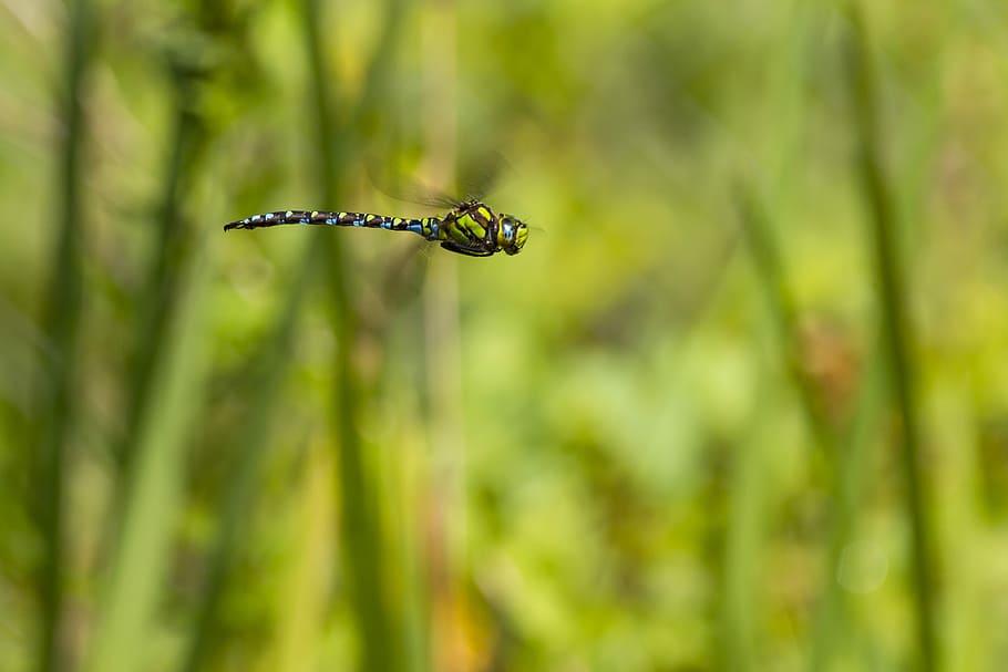 Dragonfly, Hawker, Flight, Insect, flight insect, in flight HD wallpaper