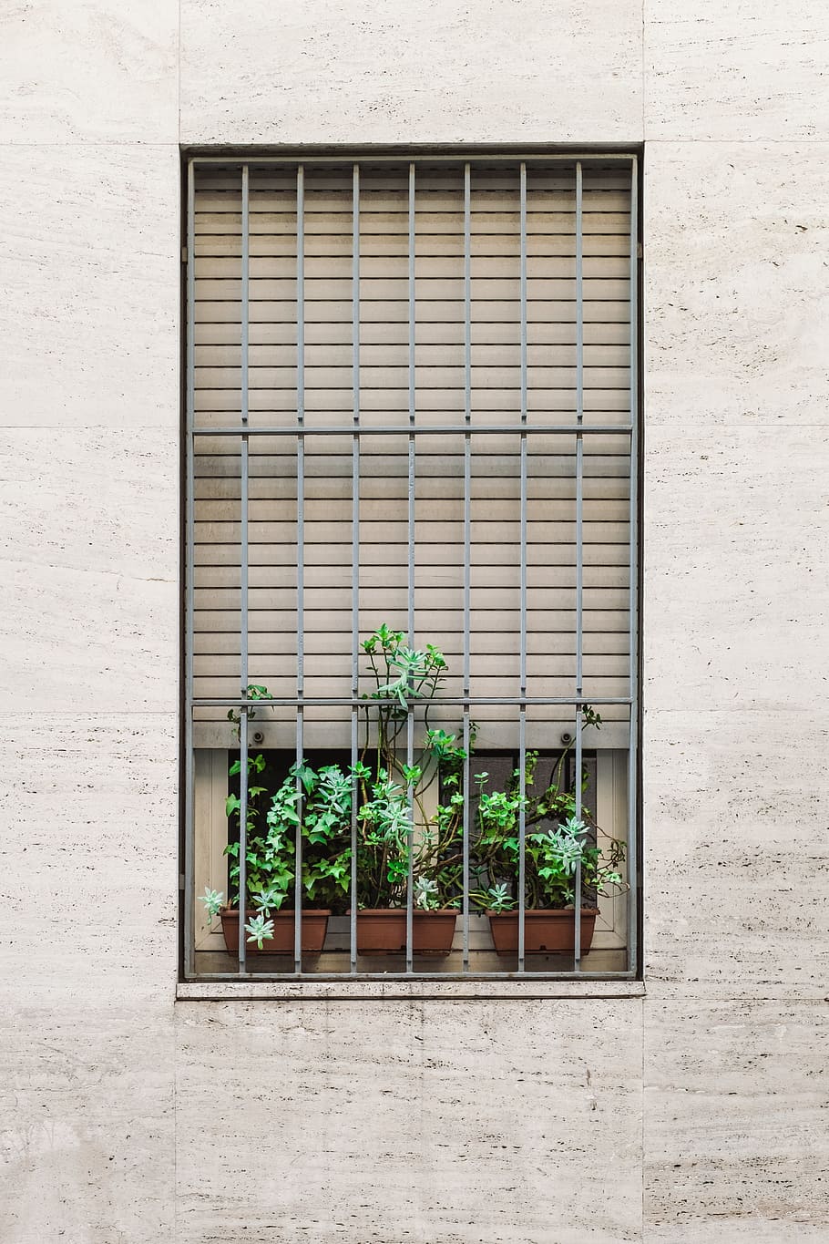 green plants on the window with steel grill, gray steel window gate with three plants inside, HD wallpaper