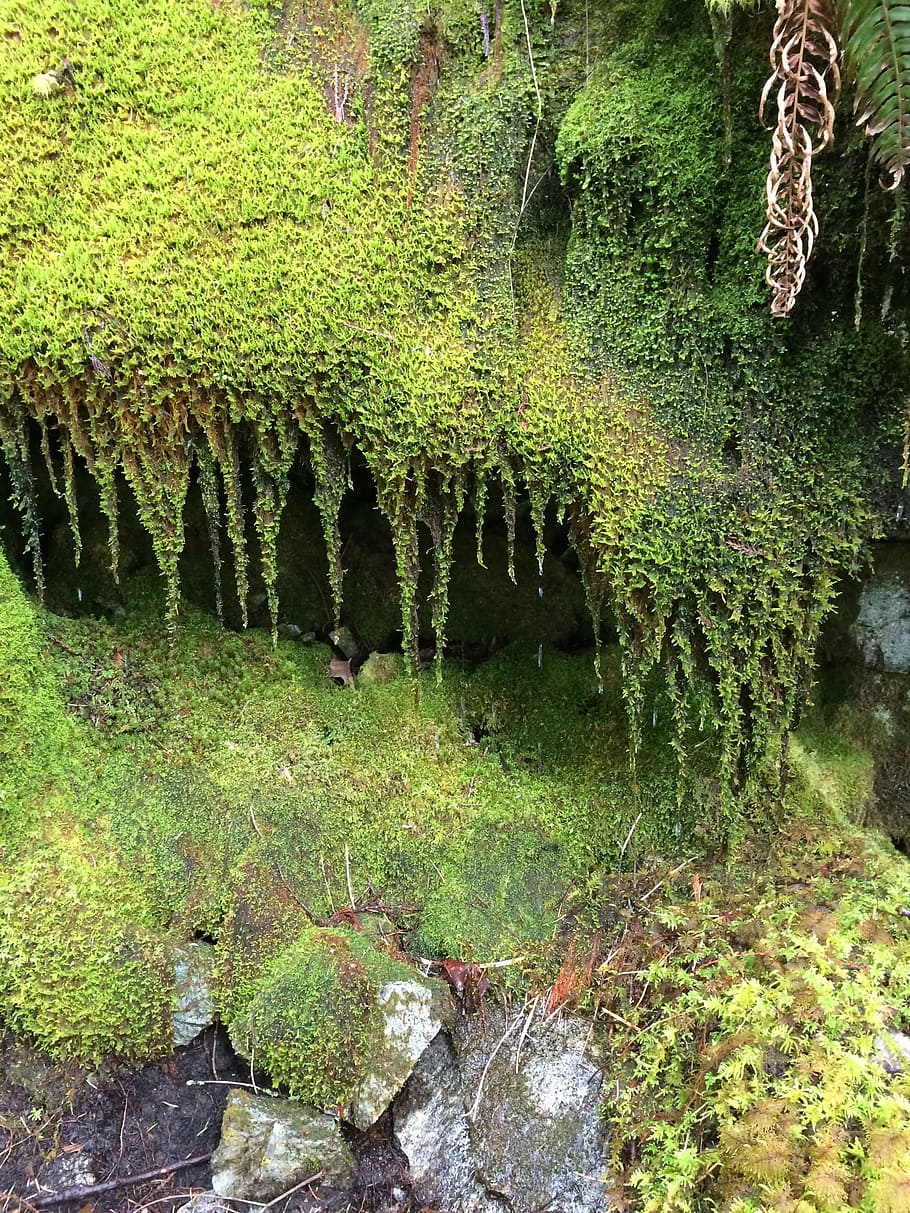 moss, rain, forest, green, plant, nature, water, landscape HD wallpaper