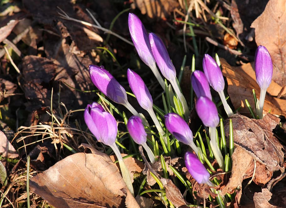 crocus, violet, spring, daybreak, plant, flower, purple, beauty in nature HD wallpaper