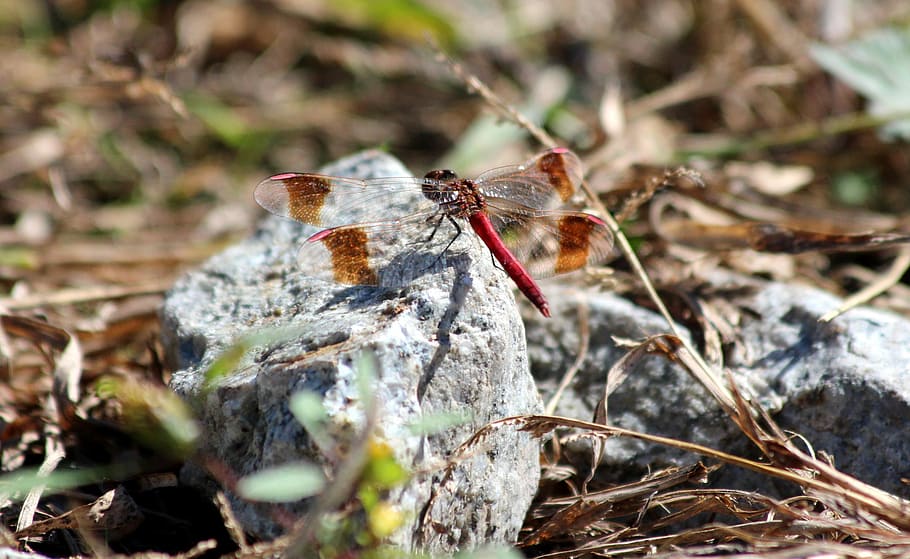 dragonfly, red dragonfly, stone, autumn, dry grass, diptera HD wallpaper