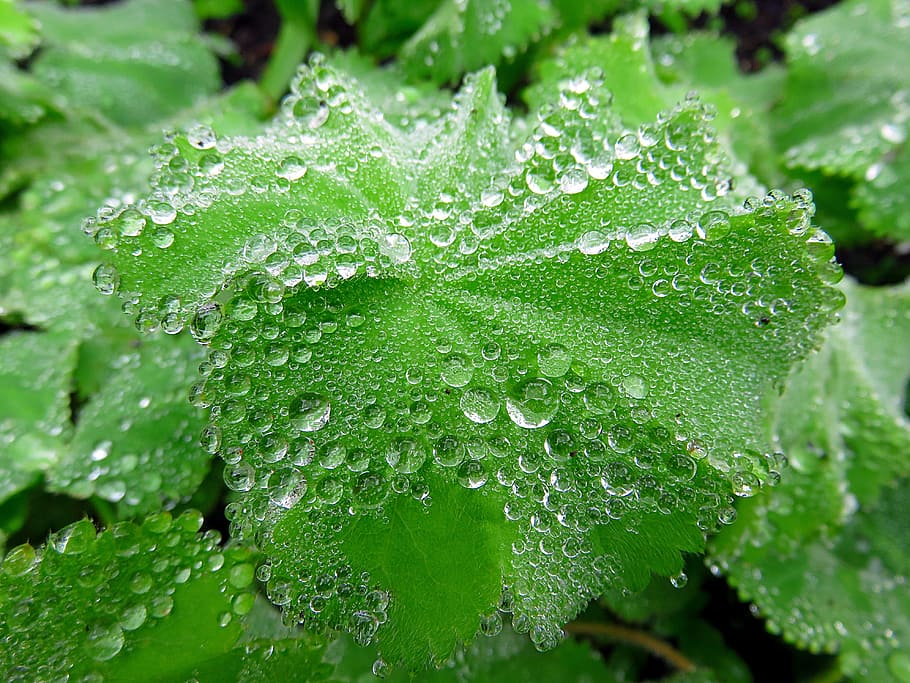 Plant, Leaf, Drop, Water, Dew, green, green color, freshness HD wallpaper