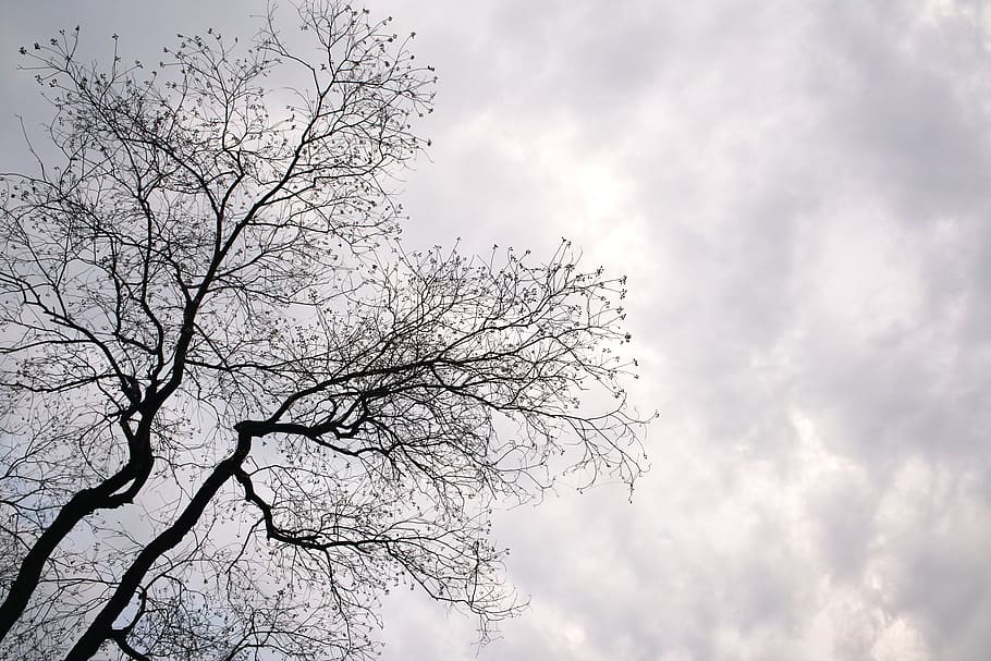 tree, monochrome, landscape, cloud, sky, cloud - sky, branch HD wallpaper