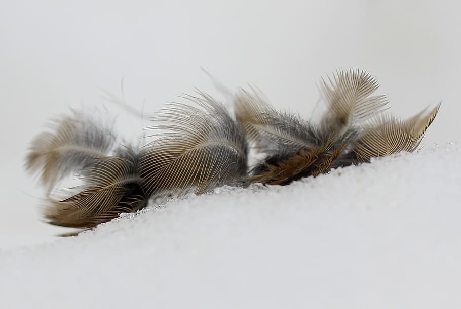 snowflakes, feather, birds, no people, nature, close-up, plant HD wallpaper