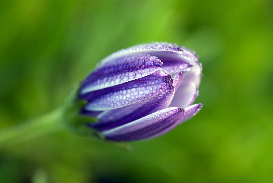 closeup photography of purple tulip flower bud with water droplets, HD wallpaper
