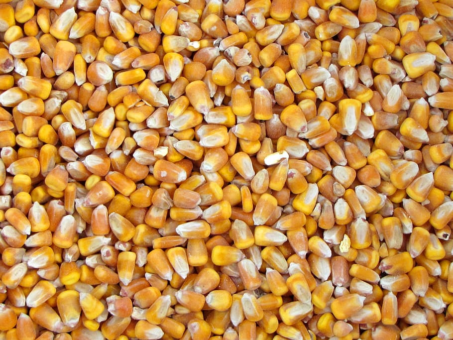 fill the frame photography of corn bits, vegetable harvest HD wallpaper