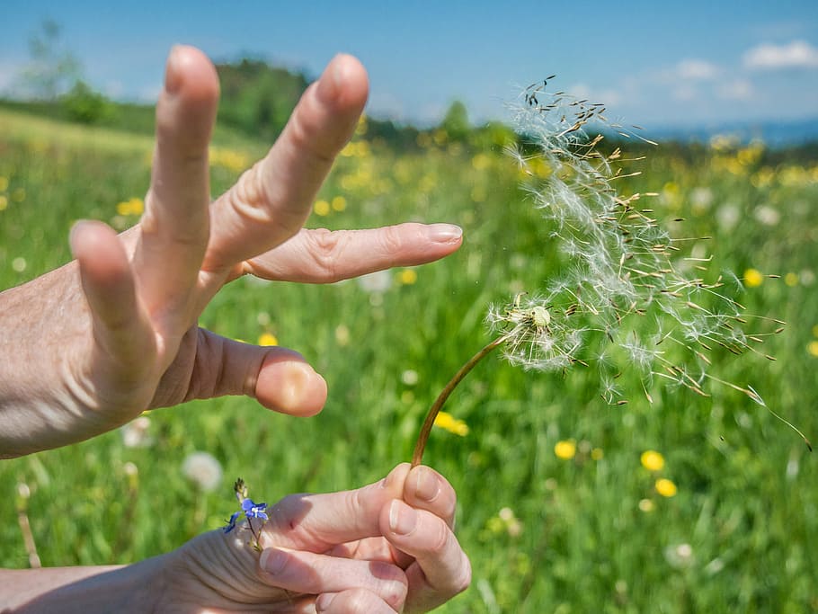 dandelion, hand, flower, meadow, spring seed, nature, human Hand HD wallpaper