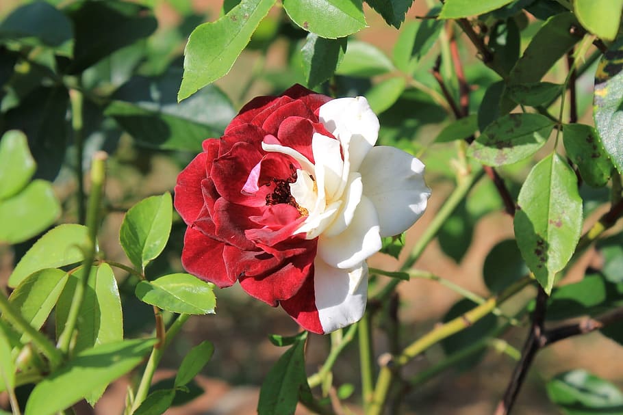 duel, red, white, flower, garden, rose, nature, outdoor, green HD wallpaper