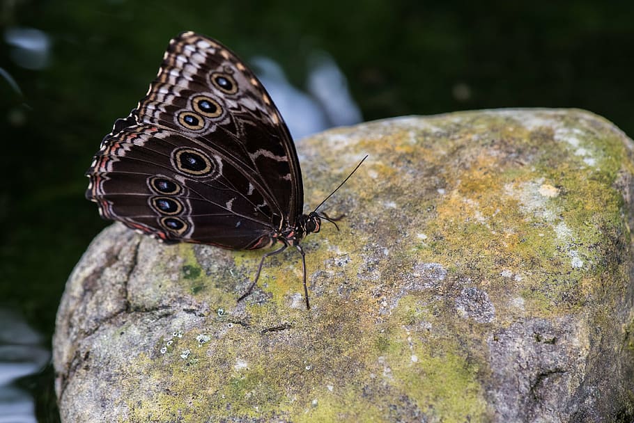 butterfly, macro, pose, plant, green, colors, detail, nature HD wallpaper