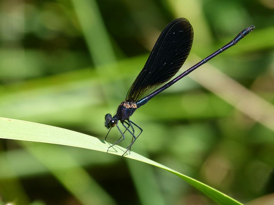 Black, Dragonfly, Damselfly, Leaf, black dragonfly, greenery HD wallpaper