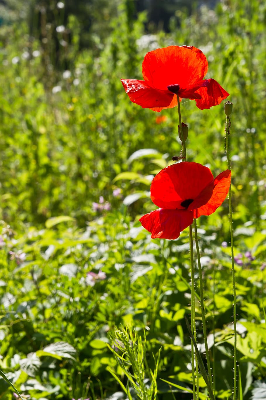 Flower, Poppy, nature, summer, plant, red, green Color, outdoors HD wallpaper