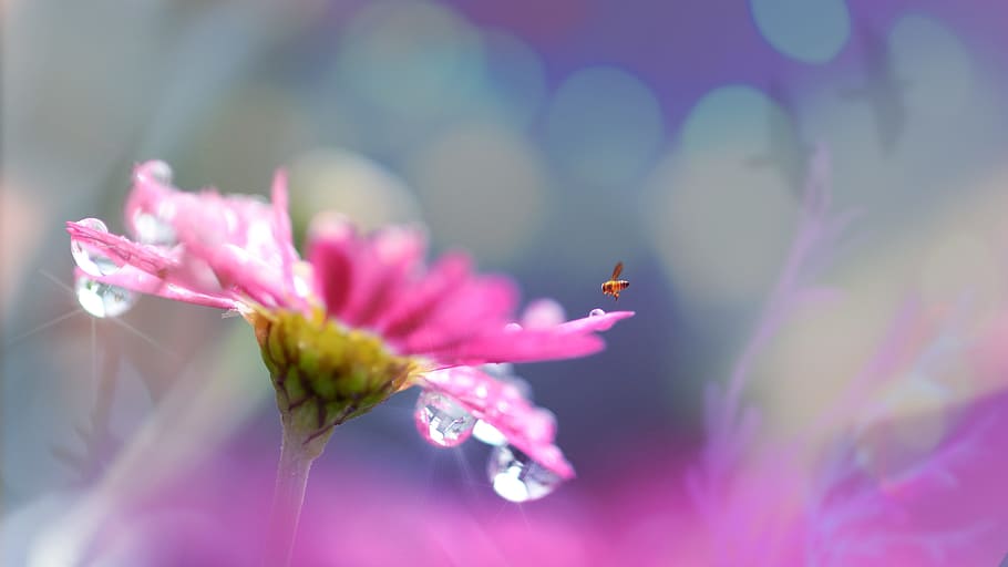 selective focus photography of brown insect in flight above pink petaled flower, HD wallpaper