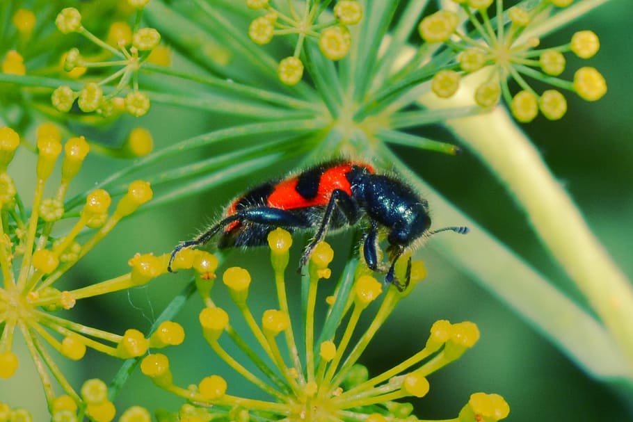 insect, flowers, red, black, green, yellow, ladybug, macro HD wallpaper