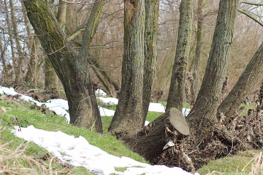 trees, trunks, winter, snow, countryside, woodland, nature HD wallpaper