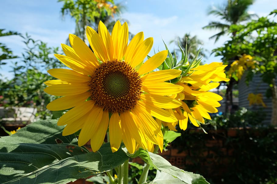 flower, sunflower, gold, yellow, flowering plant, fragility HD wallpaper