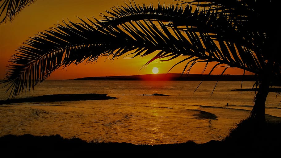 green tree near sea during golden hour, Sunset, Dusk, Evening HD wallpaper