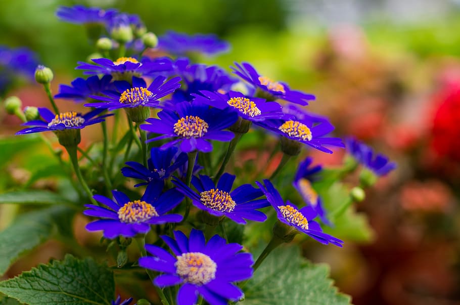 Chrysanthemum Stone, Wild Flowers, blue petals, summer time, garden, HD wallpaper