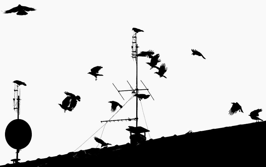 crow, ravens, birds, flight, fly, fear, contrasts, roof, roofs HD wallpaper
