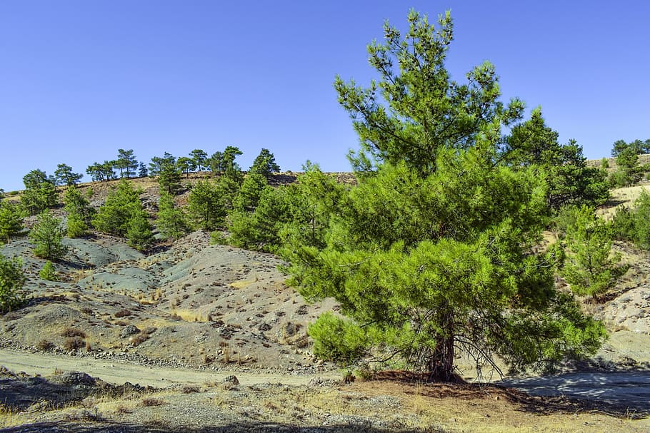 tree, forest, landscape, nature, green, scenery, autumn, kampia HD wallpaper