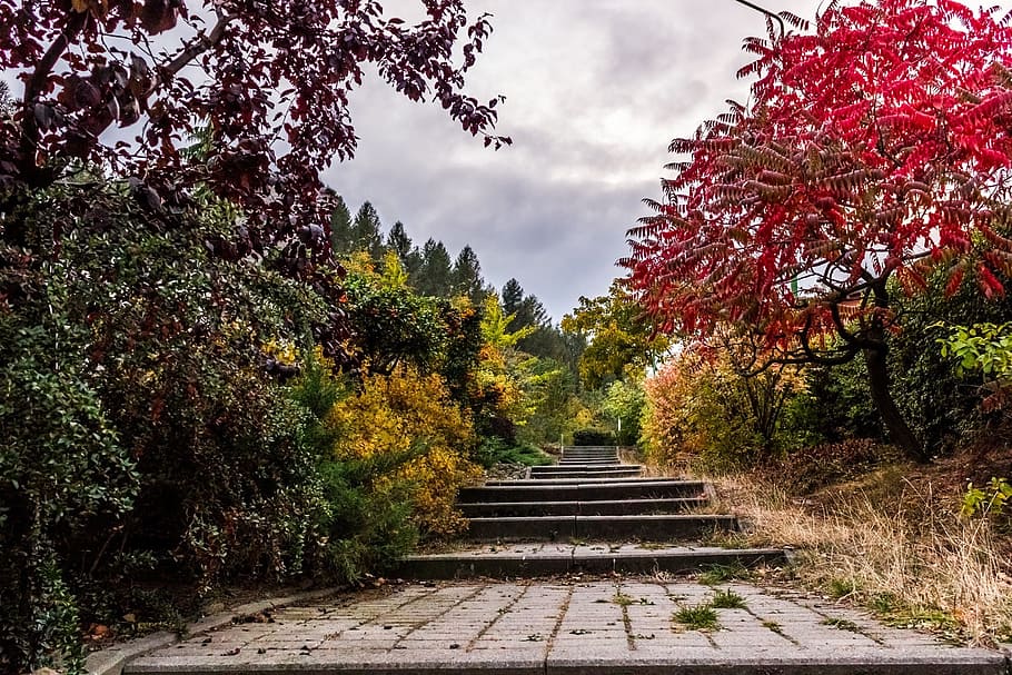 desire road in between trees and plants, stairs, path, nature HD wallpaper