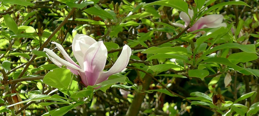 magnolia, springtime, single flower, plant, growth, beauty in nature HD wallpaper