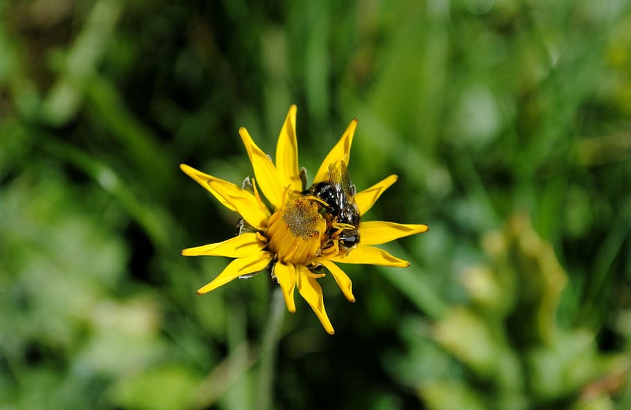 Fly, Close, Animal, Insect, Flower, nature, macro, yellow, growth HD wallpaper