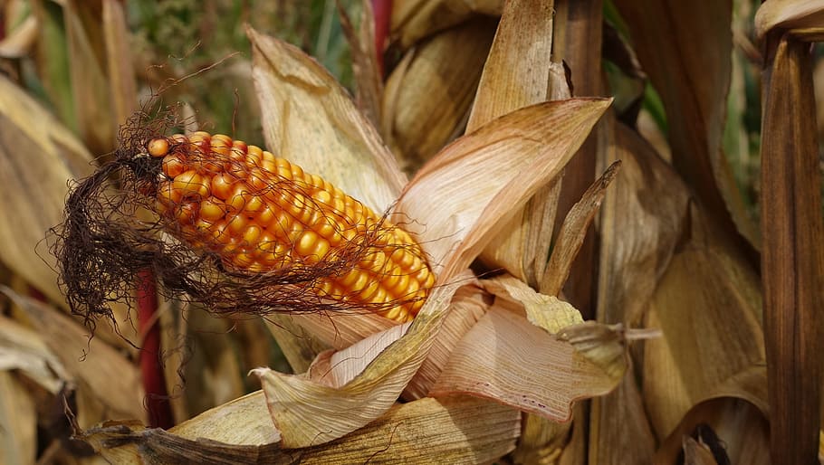 corn, plant, grains, corn plants, piston, food, food and drink HD wallpaper
