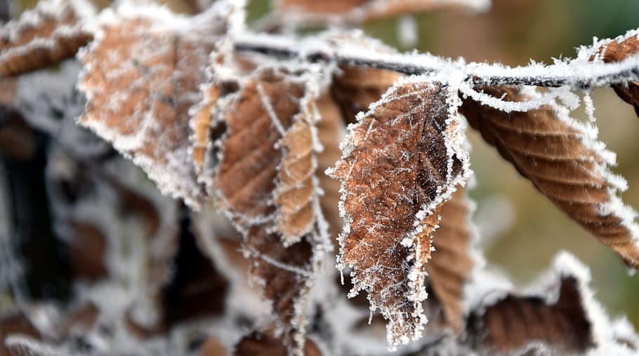 Leaf, Frost, Nature, Cold, Frozen, winter, ice, plant, leaves HD wallpaper