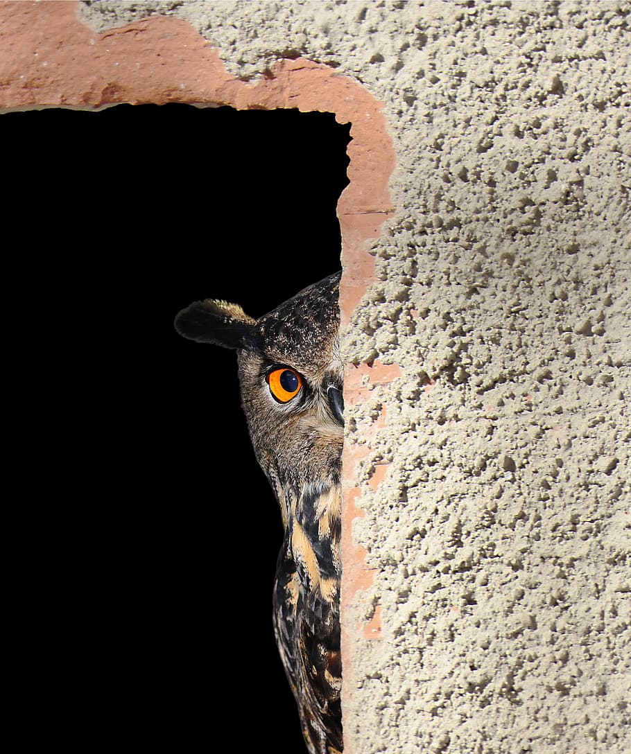 brown owl, hiding, peeking, peeping, cute, looking, watching HD wallpaper