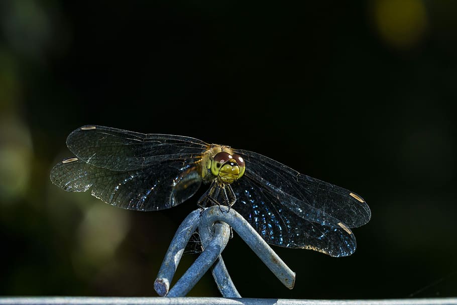 Nature, Macro, Dragonfly, one animal, insect, animal themes HD wallpaper