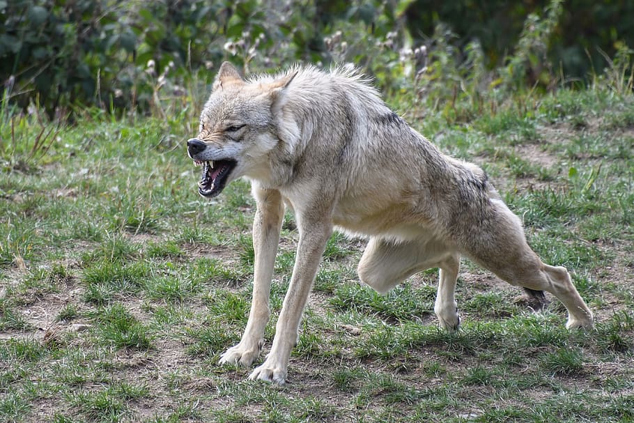 gray wolf, yawn, hangover, crocs, predator, jaw, animal, animal themes HD wallpaper