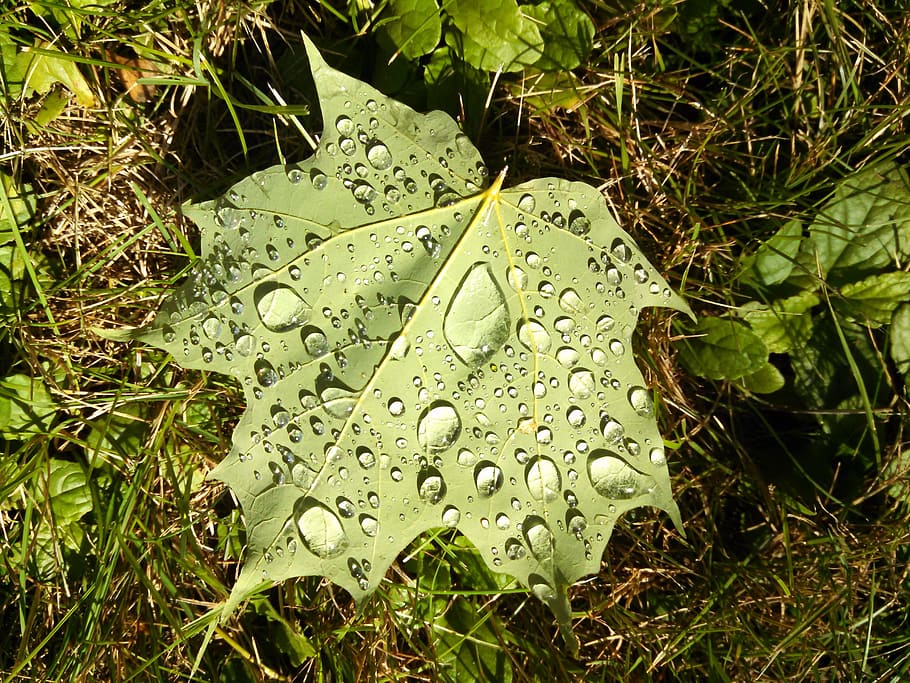 Leaf, Water Droplets, Magnification, nature, wet, rain, grass HD wallpaper