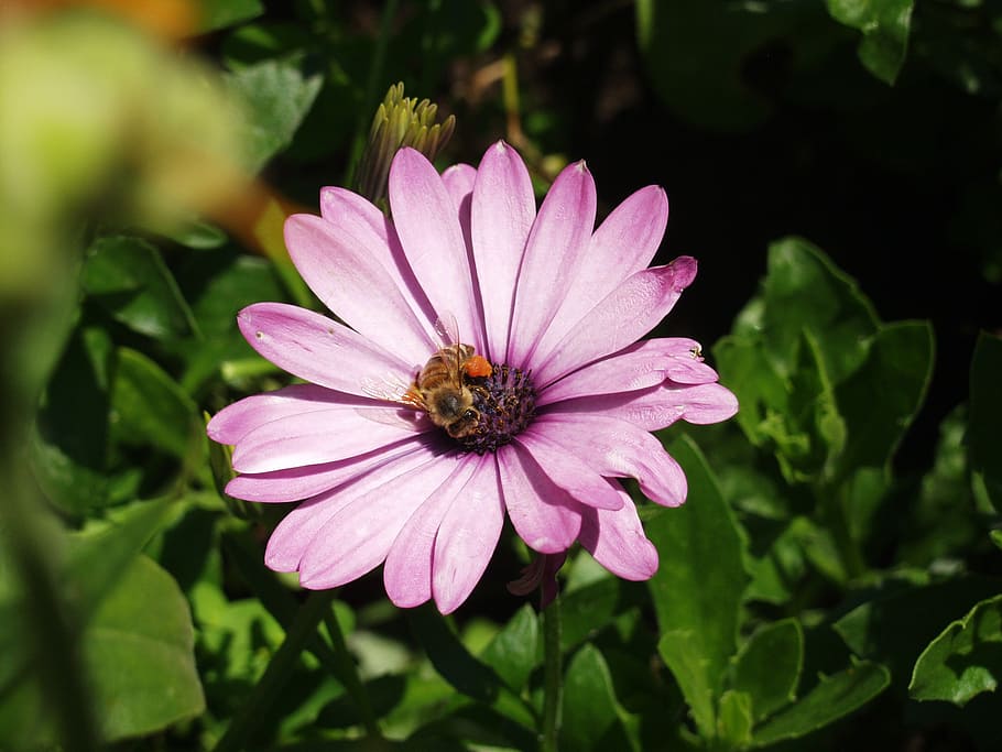 blossom, bloom, purple, bee, collect, pollen, nature, plant HD wallpaper