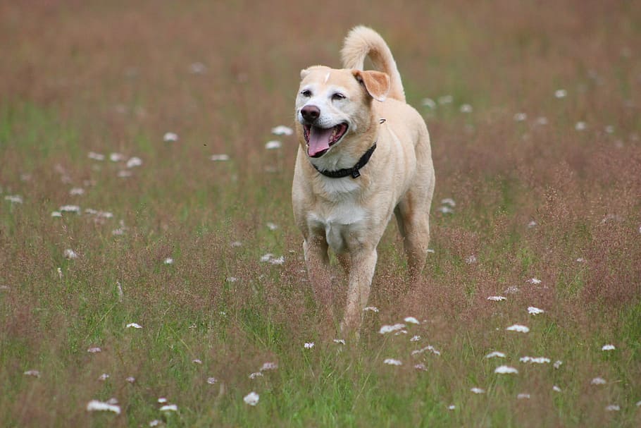 dog, play, fun, movement, great, animal, hybrid, pets, grass HD wallpaper
