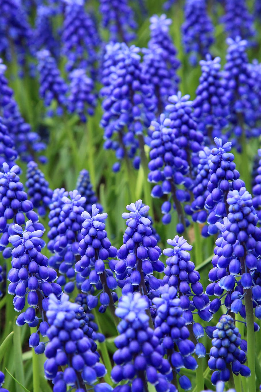 bed, bloom, blossom, blue, colorful, flower, flowers, fresh HD wallpaper