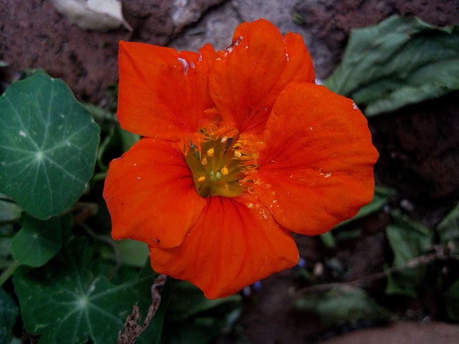 nasturtium, flower, orange, bright, leaves, green, round, garden