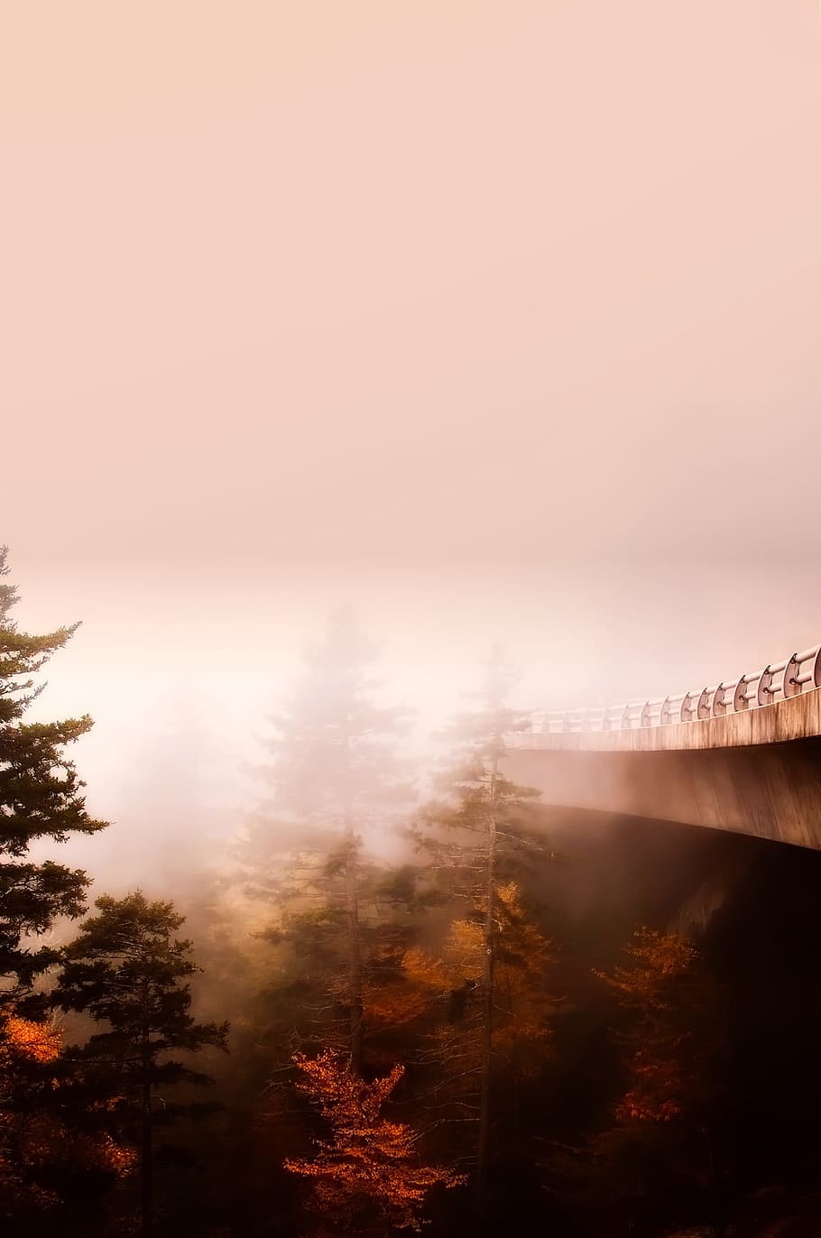 bridge, forest, trees, woods, fog, haze, mist, sunrise, morning HD wallpaper