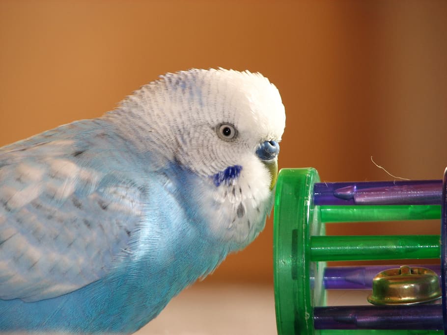 budgie, bird, blue, plays, feather, bill, portrait, toys, animal themes HD wallpaper