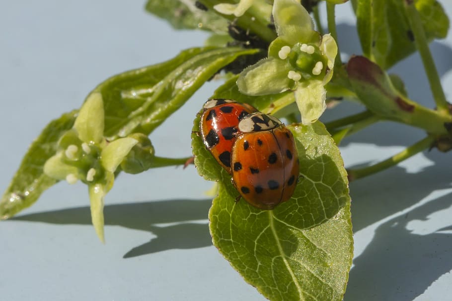 ladybug, lucky charm, pairing, close, couple, insect, beetle HD wallpaper