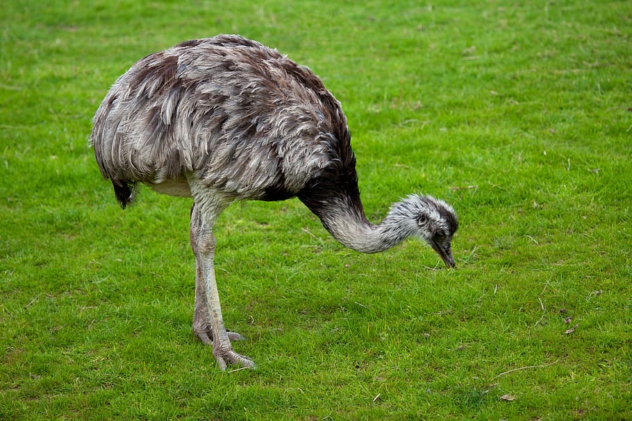 Animal, Background, Beak, Bird, Eye, feather, feathers, head HD wallpaper