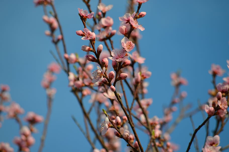 peach flowers, spring, pink, flowering plant, growth, fragility HD wallpaper