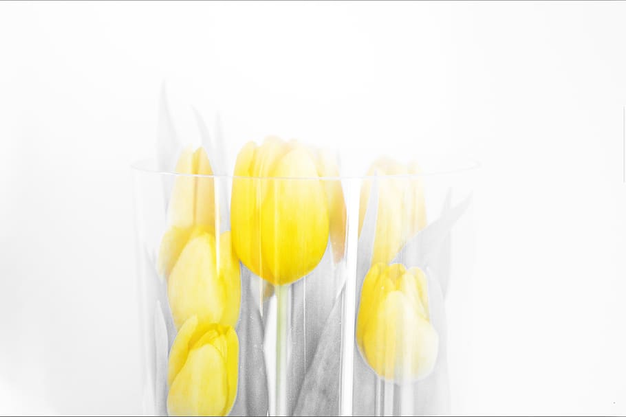 bright, easter, nature, background, color, plant, isolated HD wallpaper